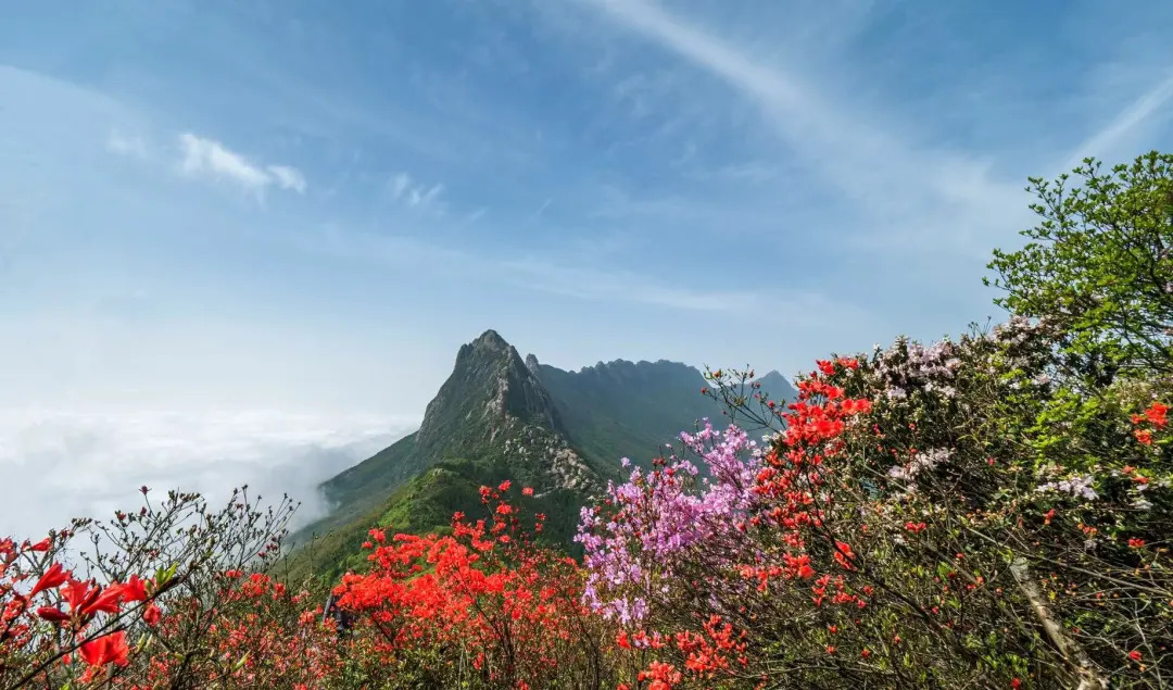 灵山景区对徐诗晓及其家人送上终身免费畅游灵山大礼包