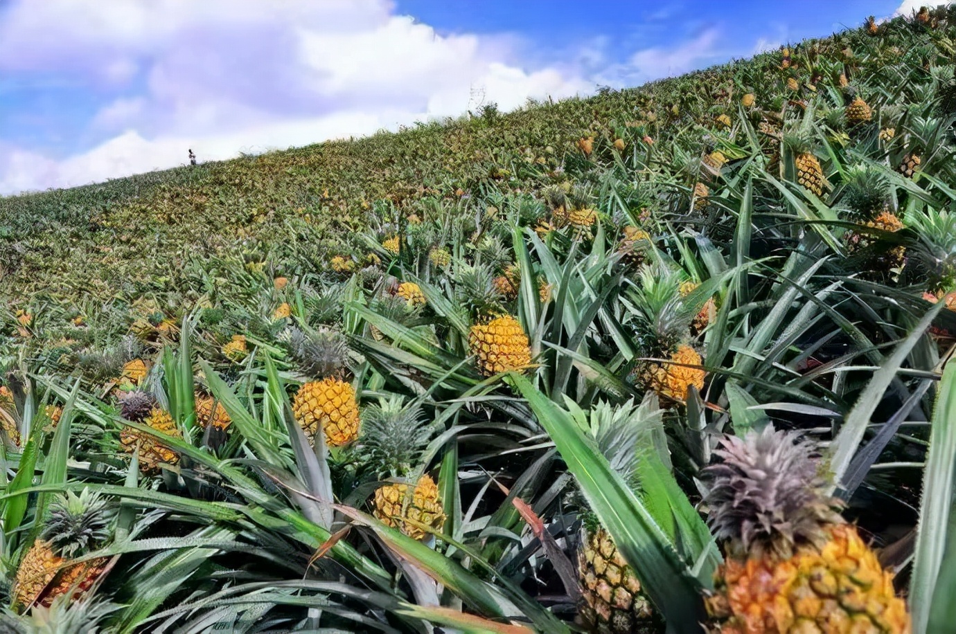全球征集 | 红河州河口县千万元大奖征集农产品区域公共品牌名