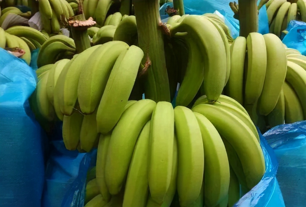 全球征集 | 红河州河口县千万元大奖征集农产品区域公共品牌名