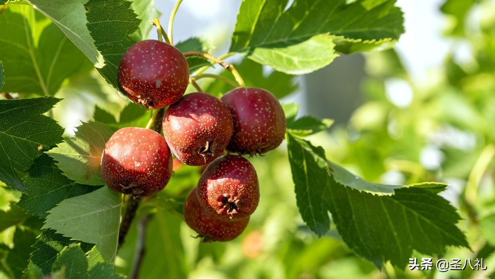 青州敞口山楂到圣八礼山楂酒的华丽转身